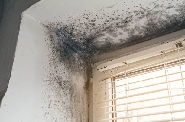 Affordable Mold Remediation solutions in Melfa, VA